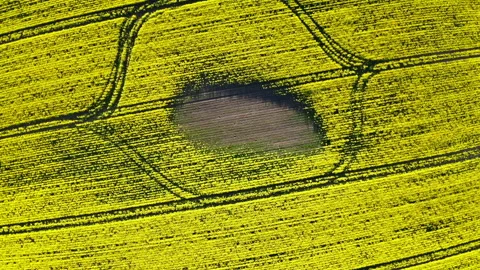 Raps field Stock Footage 152922760