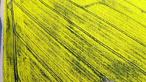 Raps field Stock Footage 152922809