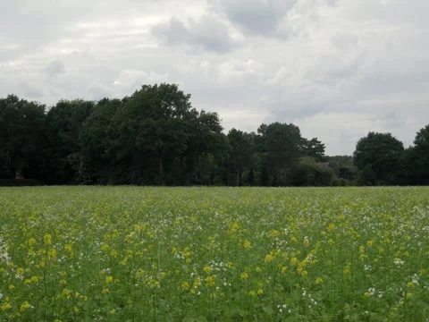 Raps field in summer with cloudy sky Stock Footage 342339862