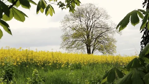 Raps flowers in the wind Stock-Footage 72755403