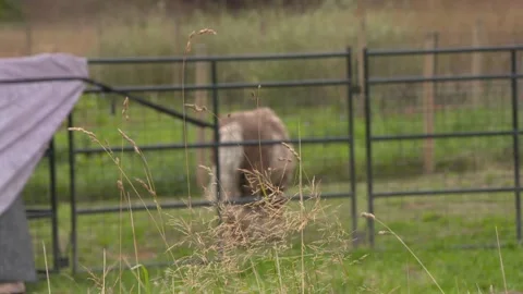 RAPS Video stock 154136580