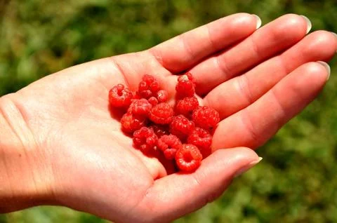 Rapsberries on palm Stock Photos