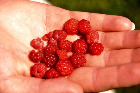Rapsberries on palm Foto stock