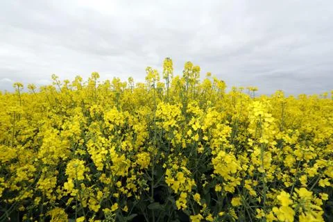 Rapsfeld Bluete Stock Photos