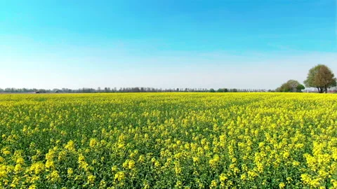 Rapsfeld Stock Footage 272221086