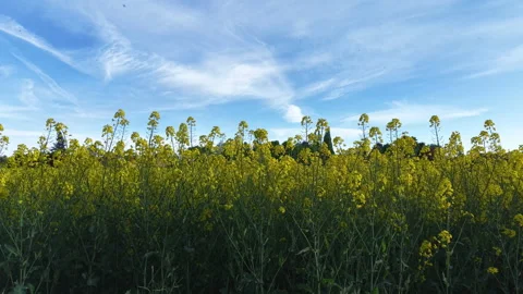 Rapsfeld Stock Footage 308379203