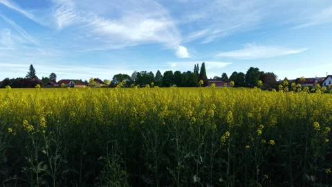 Rapsfeld-Landung Stock Footage 308379067