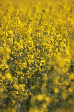 Rapsfeld Stock Photos