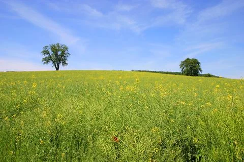 Rapsfeld Stock Photos