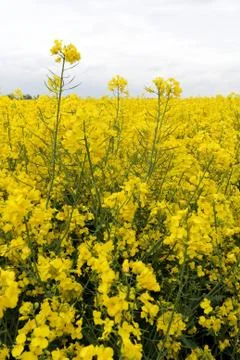 Rapsfeldblueten Stock Photos