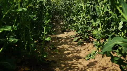 Rapsschwenk 1 Stock Footage 11130935