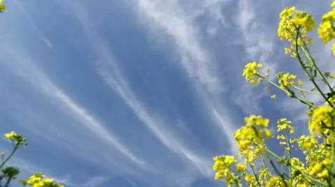 Rapsschwenk 2 Stock Footage 11128403