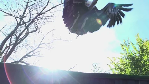 Raptor bird launching in slow motion. wildlife animals background Stock Footage 72864994