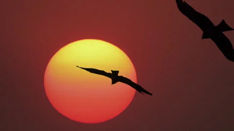 Raptor, Black hawk soars as sun rises, looking for food, gliding on thermals 動画素材 246104869