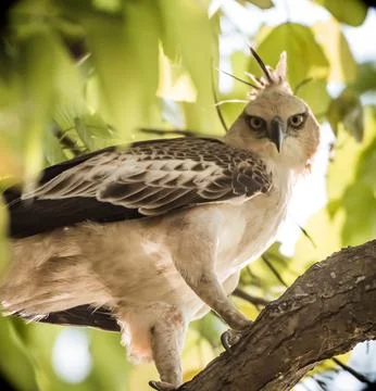 Raptor-changeable hawk eagle- bandhavgarh- India hr 2 Stock Photos