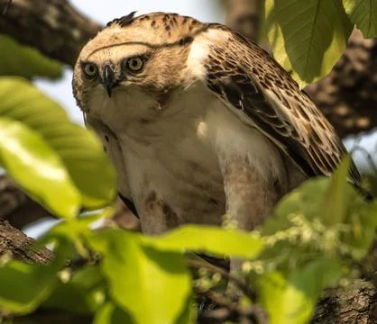 Raptor-changeable hawk eagle- bandhavgarh- India hr Stock Photos