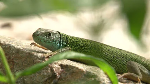 Raptor Stock Footage 24771894