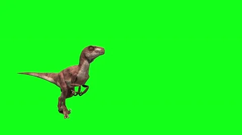Raptor Stock Footage 50563559