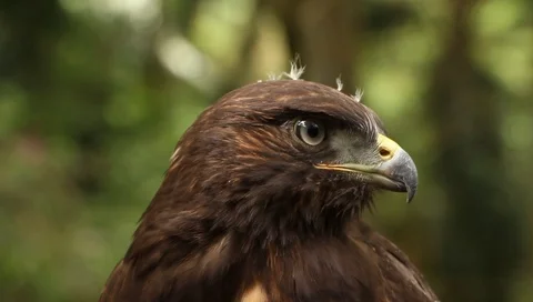 Raptor 動画素材 103235307