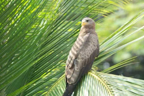 Raptor looking back Foto stock