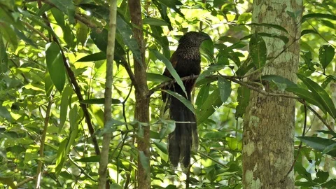 Raptor  Madagascar Video stock 103199158