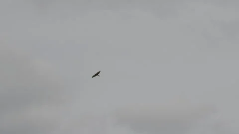 Raptor, possibly sparrowhawk, soaring against overcast sky. 4K 60fps. Stock Footage 334173031