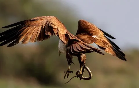 "Raptor with Prey" Stock Photos