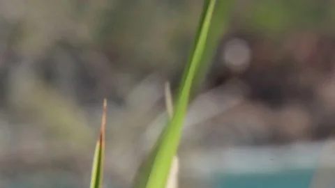Raptor on a tree Stock Footage