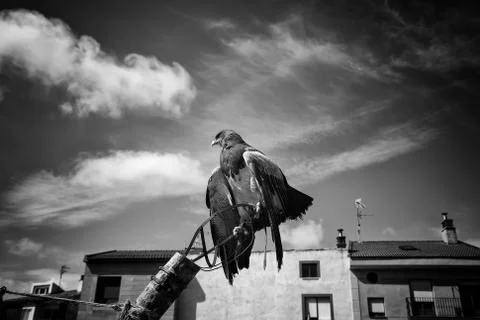 Raptor wild eagle Stock Photos
