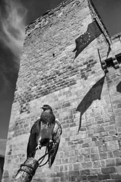 Raptor wild eagle Stock Photos