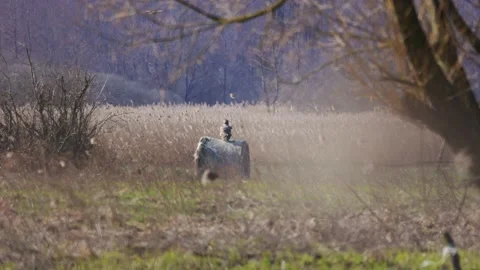 Raptors looking for their prey, 4K slomo Stock Footage 176248108