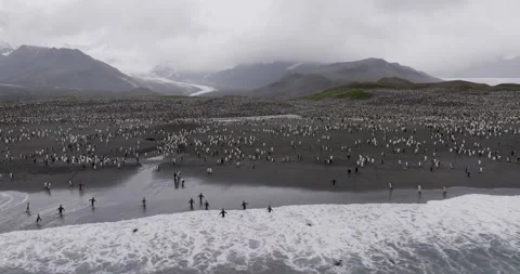 Rare 4K Drone Video of the Largest King Penguin Colony, South Georgia, Antarctic Stock Footage 316455827