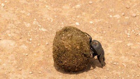 A rare Addo dung beetle struggling to roll a dung ball across some sandy Stock Footage 128132999