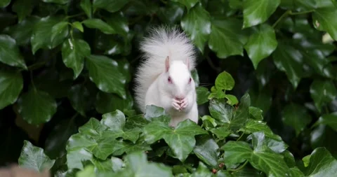 Rare albino Eastern grey squirrel eating nut while sitting among green ivy .. Stock Footage 331873417