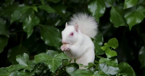 Rare albino Eastern grey squirrel eating nut while sitting among green ivy .. Stock Footage 331873495