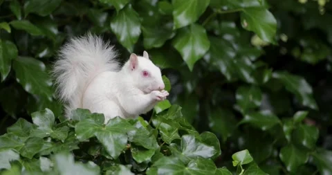 Rare albino Eastern grey squirrel eating nut while sitting among green ivy .. Stock Footage 332001039