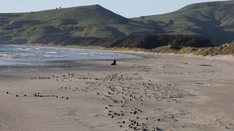 Rare algae balls on beach, wide static shot, with seal and nearby hills and sky 動画素材 295232182