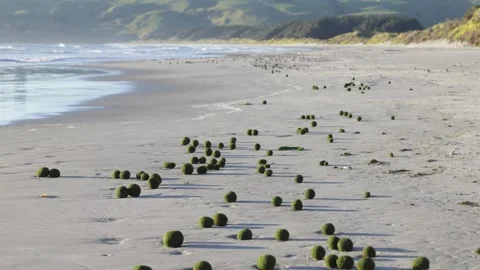Rare algae balls on beach, wide shot, with surrounding hills 動画素材 295232309