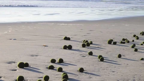 Rare algae ocean balls on beach, medium tilt to waves 動画素材 295232302