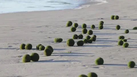 Rare algae sea balls on beach, low pan/tilt along shore 動画素材 295232362