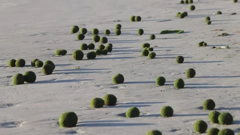 Rare algae sea balls on beach, low pan and tilt up to horizon and far shore 動画素材 295232383