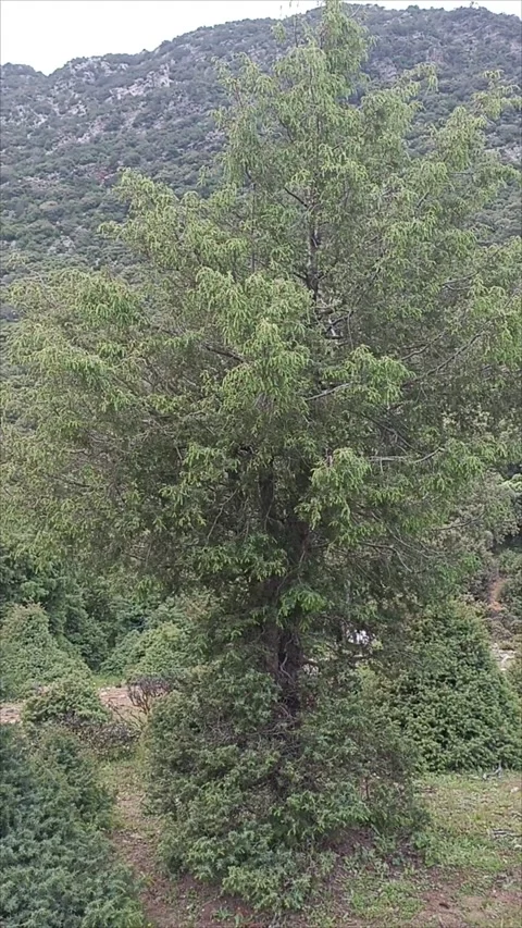 Rare Ancient Spanish Juniper Tree (Thurifera) in North Africa Mountains. Stock Footage 334345140