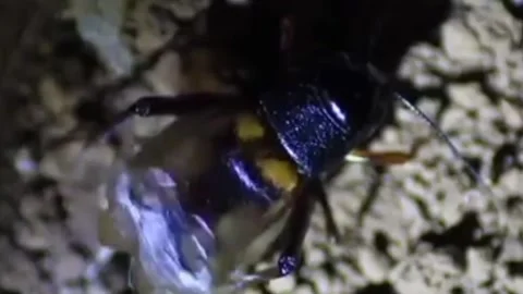 Rare and beautiful insects Stock Footage 203223476