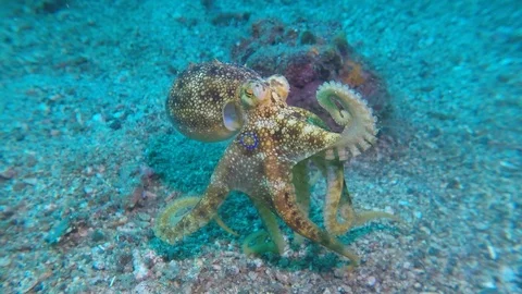 A rare and deadly blue-ringed Octopus Motiti (Ocellate Octopus) in ful display. Stock Footage