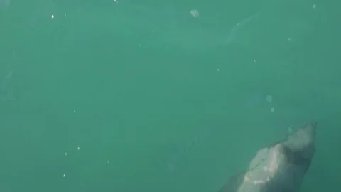 A rare and endangered Hector's dolphin, Cephalorhynchus hectori, swims Stock Footage 99376400