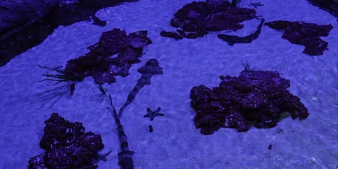 Rare and preserved ocean creature. Stock Footage 282977905