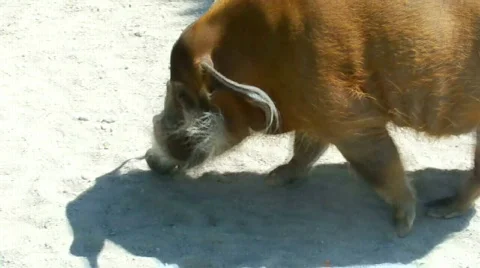 Rare animal Stock Footage 504378