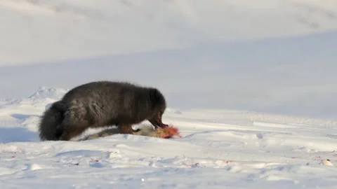 Rare Arctic Blue Fox eating a Ring Seal cub in the Arctic Stock Footage 291623059