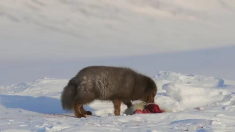 Rare Arctic Blue Fox eating a Ring Seal cub in the Arctic Stock Footage 291623074