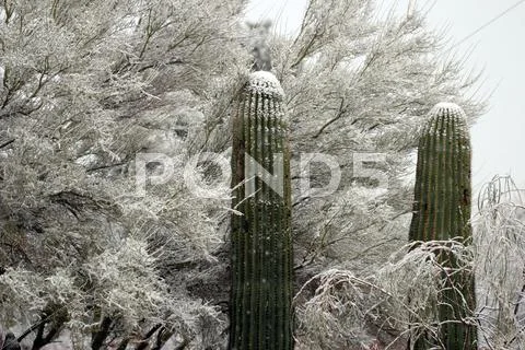Rare Arizona Desert Snowfall Stock Photos